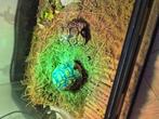 2 panter schildpadden, Dieren en Toebehoren, Reptielen en Amfibieën, Schildpad, Met terrarium, 0 tot 2 jaar