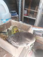 BABYS ENGELSEPARKITEN TAM TE MAKEN, Geslacht onbekend, Dwergpapegaai of Agapornis, Tam
