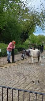 Verzorgpony / paard gezocht verzorger aangeboden, Ophalen
