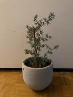 Realistische nepplant in betonlook pot, Vaste plant, Bloeit niet, Halfschaduw, Ophalen