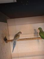 Diverse soorten vogels en aluminium voliere panelen, Dieren en Toebehoren, Meerdere dieren, Papegaai, Geringd