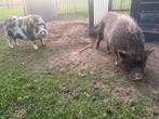 Gottinger-Mini varkens, Dieren en Toebehoren, Vrouwelijk, Varken, 3 tot 5 jaar