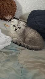 katten, Dieren en Toebehoren, Katten en Kittens | Raskatten | Korthaar, Poes, 0 tot 2 jaar