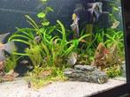 Aquarium zoetwater vissen erin 400 liter bak met computer, Dieren en Toebehoren, Vissen | Aquaria en Toebehoren, Ophalen, Gebruikt
