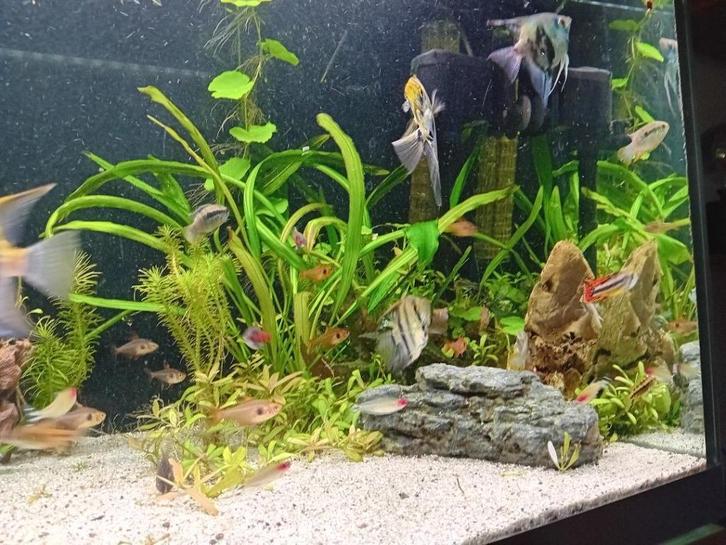 Aquarium zoetwater vissen erin 400 liter bak met computer, Dieren en Toebehoren, Vissen | Aquaria en Toebehoren, Gebruikt, Gevuld zoetwateraquarium