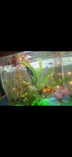 Aquarium, Dieren en Toebehoren, Ophalen of Verzenden, Zo goed als nieuw, Overige typen