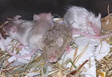 Lady Muisjes! Satijn, langhaar, nog 2 Rexjes! Kleurmuis! beschikbaar voor biedingen