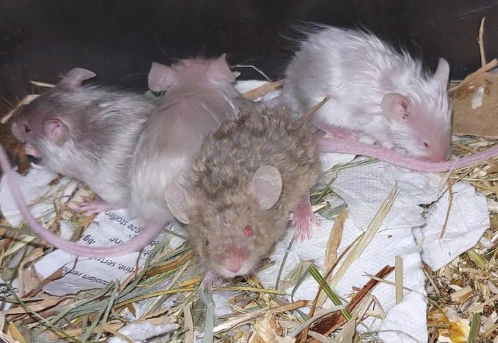 Lady Muisjes! Satijn, langhaar, nog 2 Rexjes! Kleurmuis!, Dieren en Toebehoren, Knaagdieren, Vrouwelijk, Muis, September, Tam