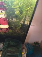 babyboom slakjes., Dieren en Toebehoren, Vissen | Aquaria en Toebehoren, Ophalen of Verzenden, Plant(en), Steen of Hout