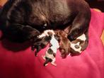 lieve leuke ras zuiver shih tz pups, Meerdere, Nederland, Particulier, Reu