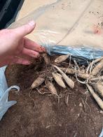 Te koop mooi verse Dahlia Knollen, Ophalen, Voorjaar, Volle zon, Knol