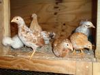 Kuikens te koop, Meerdere dieren, Kip