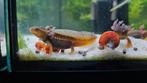 Tylototriton Shanorum larven CB2025, Dieren en Toebehoren, Amfibie