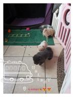 Chow-chow puppy's, België, Particulier, 8 tot 15 weken, Teef