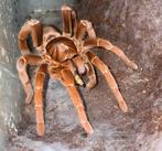 Pelinobius muticus

Vrouw, Dieren en Toebehoren, Insecten en Spinnen, Spin of Schorpioen
