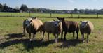 Dekrammen te koop, Dieren en Toebehoren, Schapen, Geiten en Varkens, Mannelijk, Schaap, 0 tot 2 jaar
