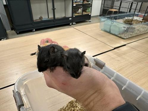 Twee leuke gerbil broertjes zoeken nog een goed thuis!, Dieren en Toebehoren, Knaagdieren, Mannelijk, Overige typen, Na 1 juli 2024