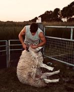 ✅🐑🐐schapenscheerder / schaapscheerder (schapen scheerderℹ️, Verzorging, Komt aan huis