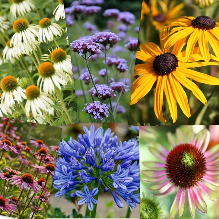 Zadenmix Zonnehoeden - Verbena ijzerhard - Agapanthus, Tuin en Terras, Bloembollen en Zaden, Zaad, Voorjaar, Volle zon, Verzenden