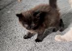 Perzische kitten langehaar - Bruin - katter, Dieren en Toebehoren, Kattenmanden, Ophalen of Verzenden, Zo goed als nieuw, Pluche