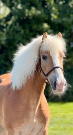 Prachtige 10 jarige haflinger merrie, Dieren en Toebehoren, Pony's, Merrie, Gechipt, Niet van toepassing, 7 tot 10 jaar