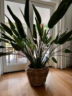 Zeer grote strelizia paradijsvogelplant, Ophalen, Overige soorten, Halfschaduw, 150 tot 200 cm
