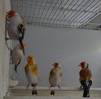 Overjarige putter top kwaliteit, Dieren en Toebehoren, Vogels | Overige Vogels, Mannelijk, Wildzangvogel