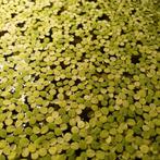 Salvinia minima drijfplant, Dieren en Toebehoren, Ophalen of Verzenden, Nieuw, Plant(en), Steen of Hout