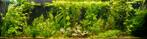 Aquariumplanten totaalpakket 41 plantjes vaste prijs € 10,-, Ophalen, Gebruikt, Plant(en), Steen of Hout