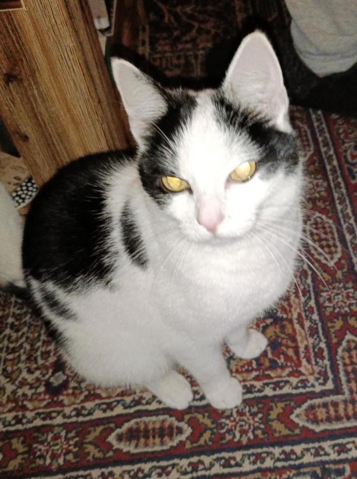 Zwart witte lieve poes, Dieren en Toebehoren, Katten en Kittens | Dekkaters