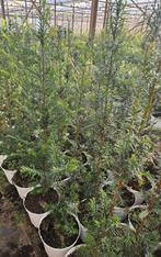 Taxus baccata te koop., Ophalen, Taxus, Haag, Minder dan 100 cm