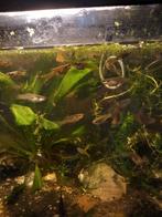 Jong volwassen guppen entler x siergup, Vis