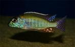 Nieuw binnen!!! Koppels Lethrinops Albus Kande!!!, Vis, Zoetwatervis