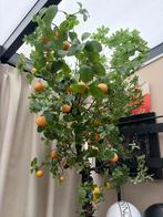 Mandarijn boom Silk-ka, Huis en Inrichting, Ophalen, Zo goed als nieuw, Binnen