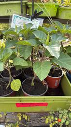Datura, trompet bloem, Ophalen, Zomer, Volle zon