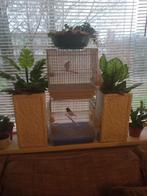 - { Twee.stuks.parvas putters van 2024+2025.DZ., Dieren en Toebehoren, Mannelijk, Wildzangvogel, Geringd