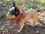 Leuke Antieke Franse Buldog, Ophalen of Verzenden