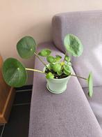 Pannenkoekenplant (Pilea peperomioides), Vaste plant, Bloeit niet, Halfschaduw, Ophalen