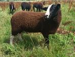 zwartbles ram maart 2025, Dieren en Toebehoren, Schapen, Geiten en Varkens, Mannelijk, Schaap, 0 tot 2 jaar