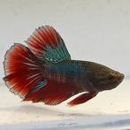 Betta splendens man 19, Dieren en Toebehoren, Vis