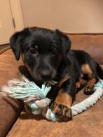 Een lieve, stoereJack Russel pup te koop, Dieren en Toebehoren, Rabiës (hondsdolheid), Jack Russell Terriër, Reu, 8 tot 15 weken
