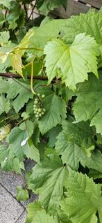 Verse druiven bladeren voor Dolma/Sarma te koop, Ophalen of Verzenden, Minder dan 100 cm, Zomer