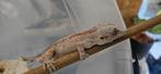 Gargoyle gekko 1.0, Dieren en Toebehoren, Reptielen en Amfibieën, Hagedis, Tam, 0 tot 2 jaar