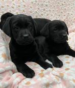 Prachtige Zwarte en Bruine Labrador pups met Stamboom, Parvo, 8 tot 15 weken, Labrador retriever, Meerdere