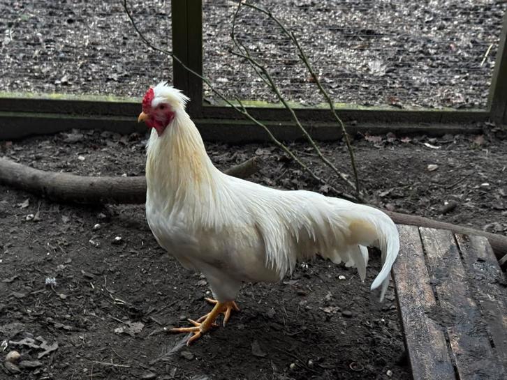 Witte kleurlegger-haantjes (bijna 1 jaar oud), Dieren en Toebehoren, Pluimvee, Kip, Meerdere dieren