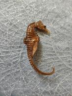 Prachtige oude broche van gedroogd zeepaardje, Verzenden, Overige materialen, Broche