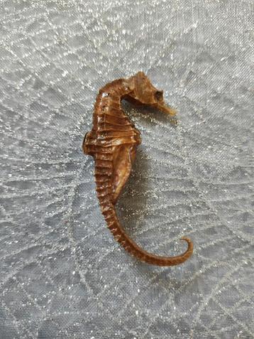 Prachtige oude broche van opgezet zeepaardje  beschikbaar voor biedingen