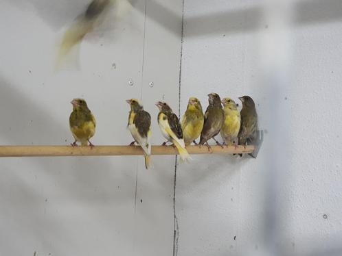 Groenlingen beschikbaar (mutatie BONT), Dieren en Toebehoren, Vogels | Overige Vogels, Tropenvogel, Meerdere dieren, Geringd