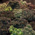 sempervivum huislook diversen soorten, Tuin en Terras, Overige soorten, Volle zon, Vaste plant, Ophalen of Verzenden