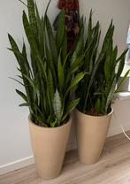 Sanserveria in hand gemaakte potten, Huis en Inrichting, Ophalen, Halfschaduw, Minder dan 100 cm